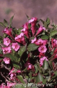 Weigela florida 'Minuet'                          